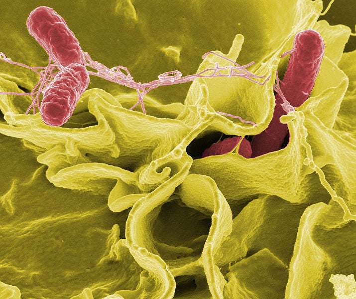 Salmonella virus close up