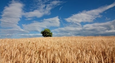 wheat field with single green tree