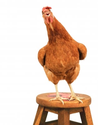 chicken on a stool