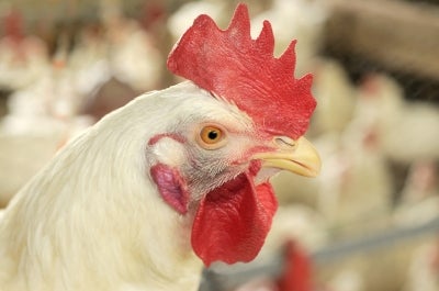 Poultry ban