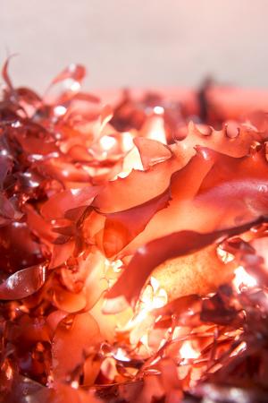 red marine algae 'dulse' bacon