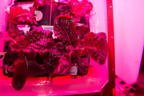 first lettuce grown and eaten in space