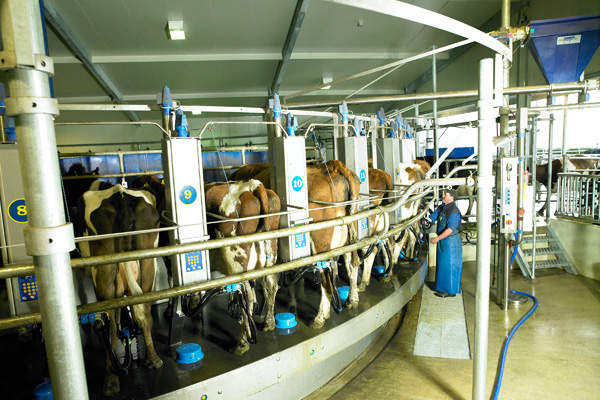 Fonterra processes the highest amount of milk in the world. Credit: Fonterra.