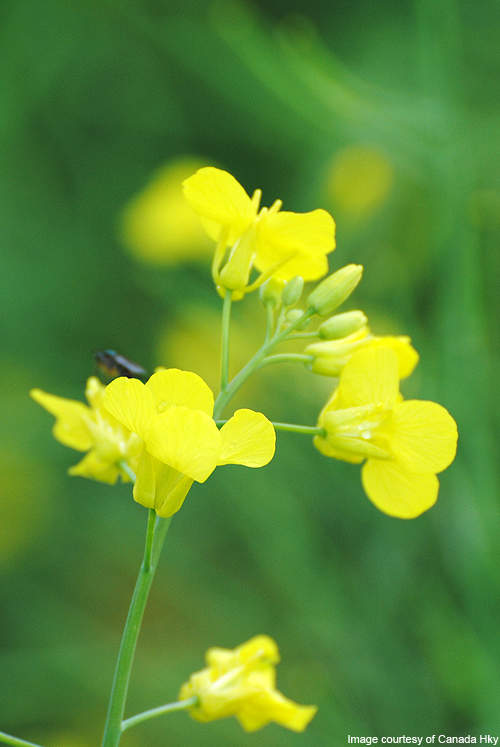 Blooms on a canola plant.
