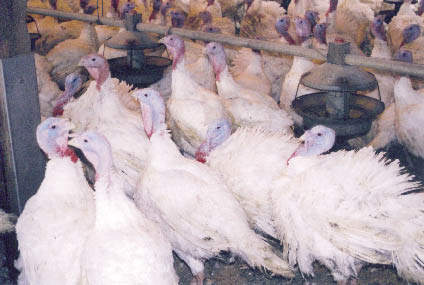 The Hutterite turkey growers needed to process their own birds to make a bigger profit.