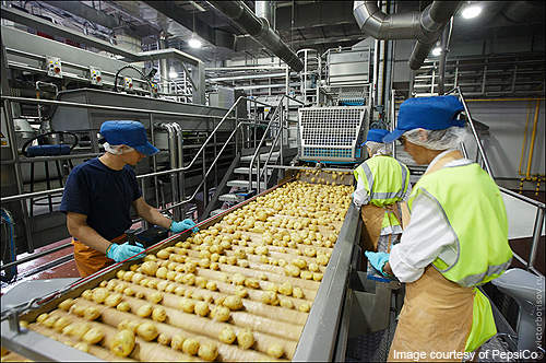 The cleaned potatoes are inspected before being made into chips.