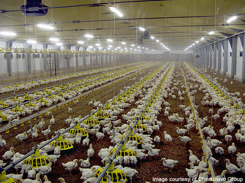The complex includes a cluster of poultry production and processing facilities.