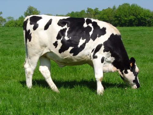 Parkham uses milk from its herd of 1,750 Holstein cows.