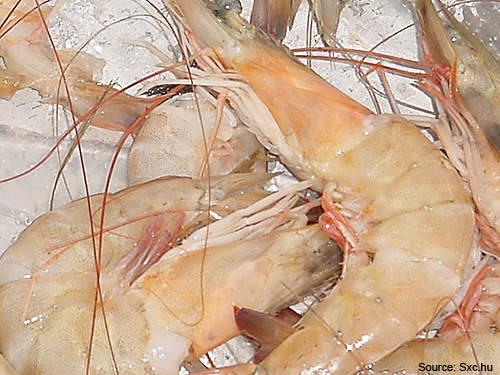 The processed shrimp is exported to the international market.