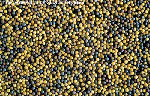 The seed planted now is mostly genetically modified. Canada was first introduced to a genetically engineered rapeseed in 1995.
