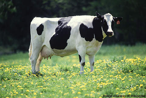 Milk production in Vermont declined 4% in 2009.