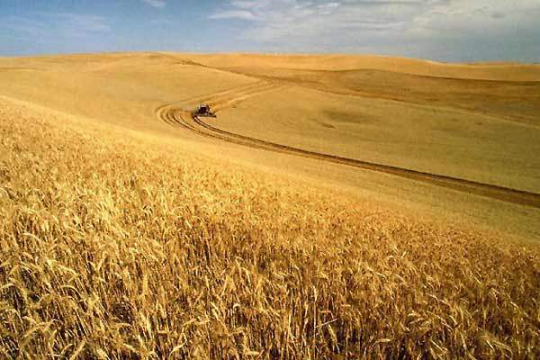 The Malt-O-Meal plant uses soft Idaho wheat in its production of cereals and is the fifth-largest maker of cereals in the US.