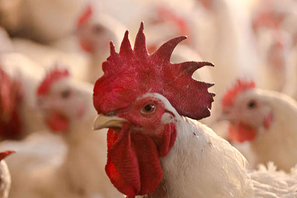 The Bell & Evans chickens are grown without using antibiotics. Credit: bottMultichillT.