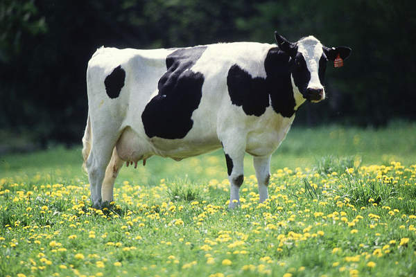 Fallon has 22 dairy farms, producing a yearly average of 22,143lb of milk per cow.