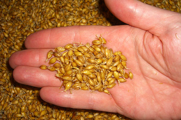 The plant currently uses steeping, germination and kilning to produce malt from barley grains. Credit: Peter Schill.