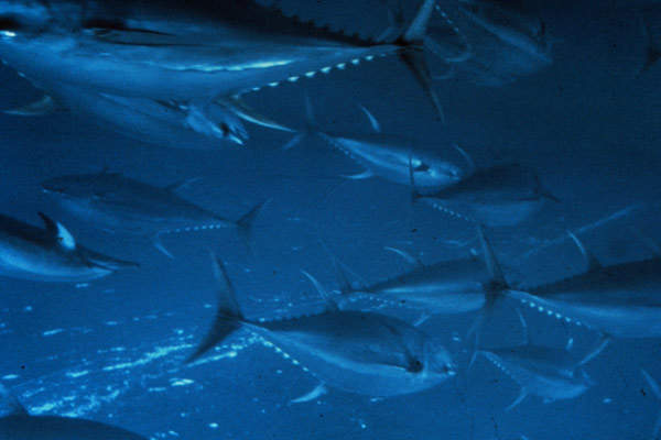 Yellowfin tuna is one of the dominant Pacific species.