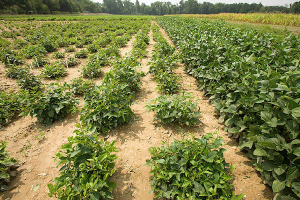 Soybean is the biggest export commodity in Michigan. Image courtesy of Peggy Greb.