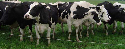 Friesian or Holstein cows who will produce the milk for the cheese plant.