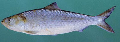 A herring - the most popularly processed fish at the plant.