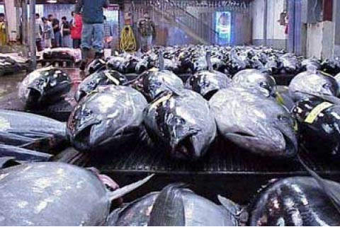 Tuna prior to being flown from the Maldives to the New England plant.