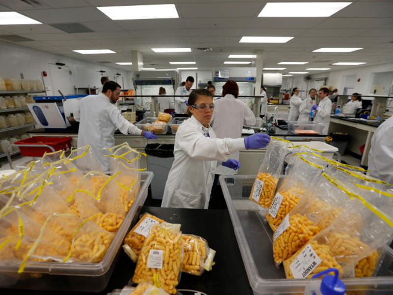 Food samples are prepared for microbiology testing in the central weigh area. Credit: Nestlé.