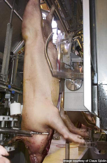 The plant can slaughter 78,000 pigs per week using the highly automated slaughter line.