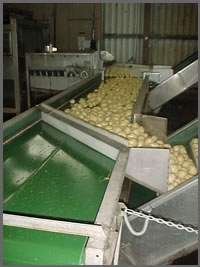 potatoes on a conveyor