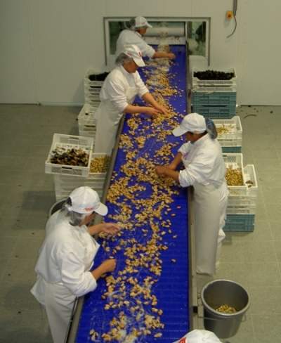 seafood conveying
