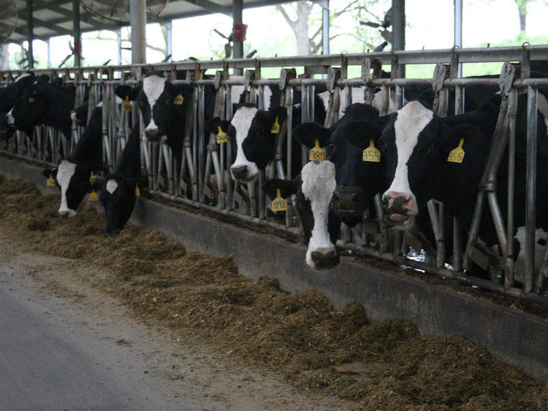 The new dairy farm will have an initial capacity of 4,000 cows, which is expected to be expanded to 25,000 cows by 2026. Credit: Stephanie Schupska.