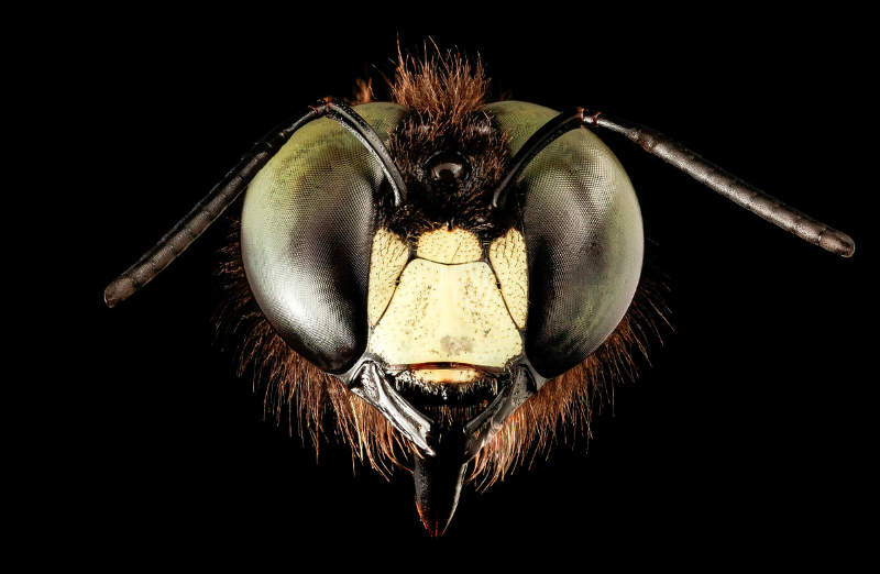 bee face black background