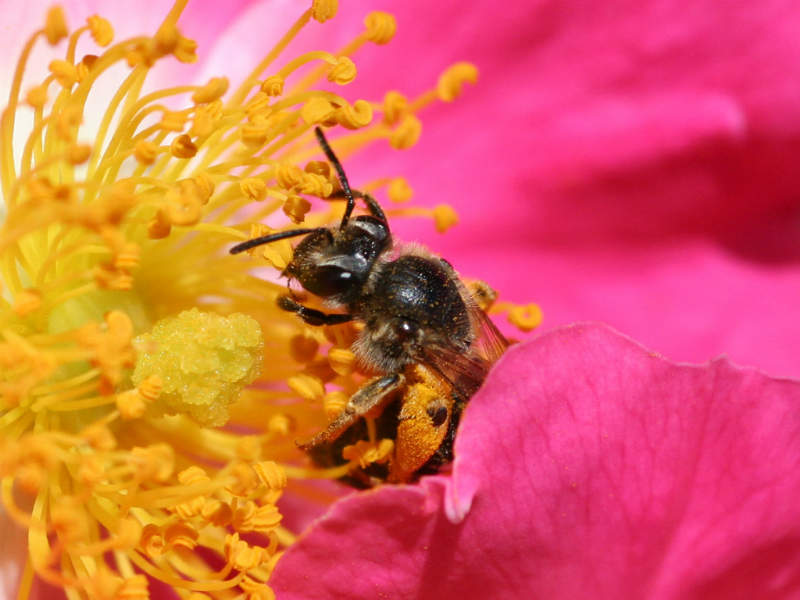 bee pollinating pollination