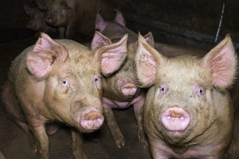 Footage reveals 'illegal' conditions of pigs bred for Parma ham in Italy