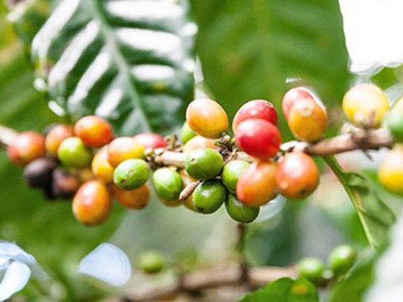 Nestlé will source raw materials for the new coffee processing plant from local coffee producers in Veracruz. Image: © 2019 Nestlé.