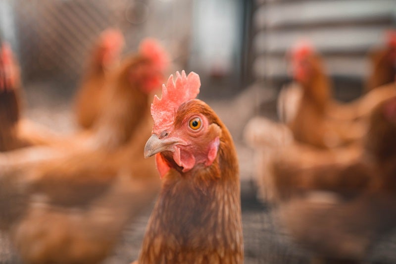 UK's Red Tractor to launch new chicken welfare labels