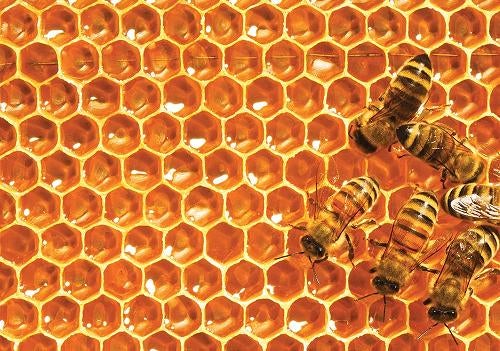Bees in honeycomb
