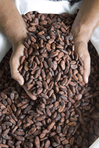 Cargill cocoa